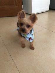 米倍寵物精品酒店 寵物衣架服務(wù)評價全解析